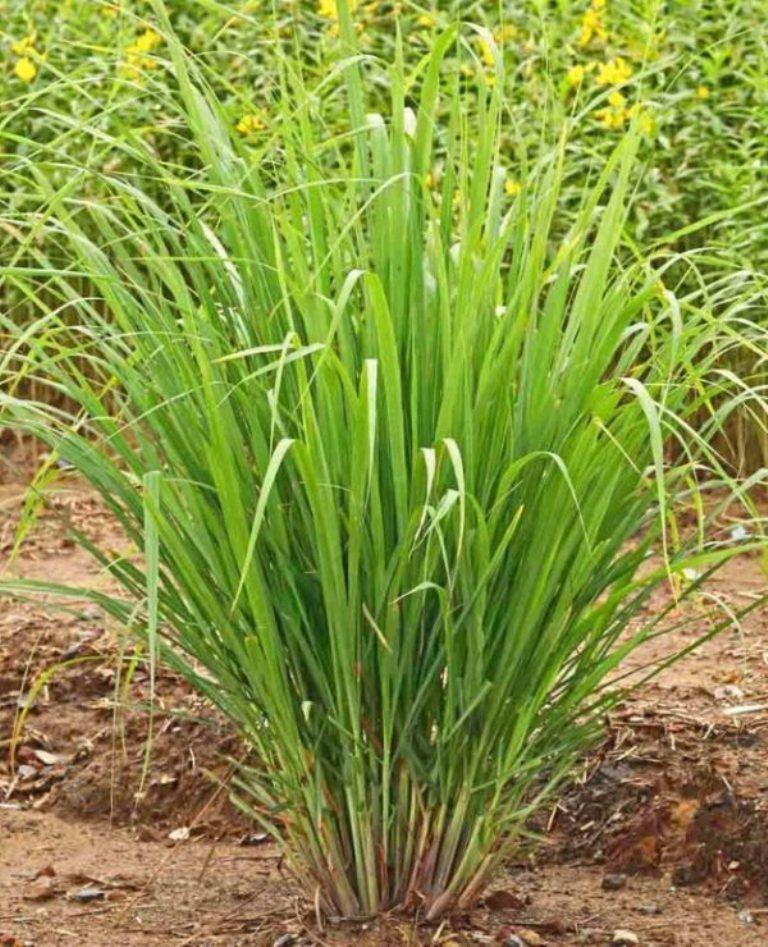 Lemongrass