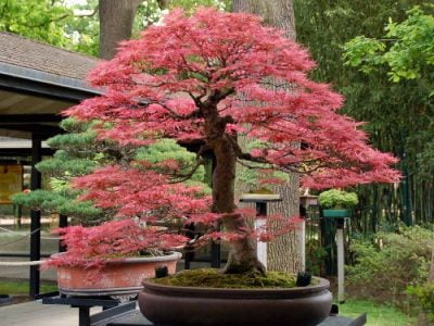 Pink Bonsai Trees