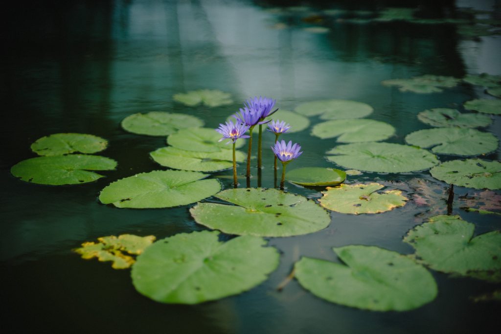 Squeezed Elliptic Pond