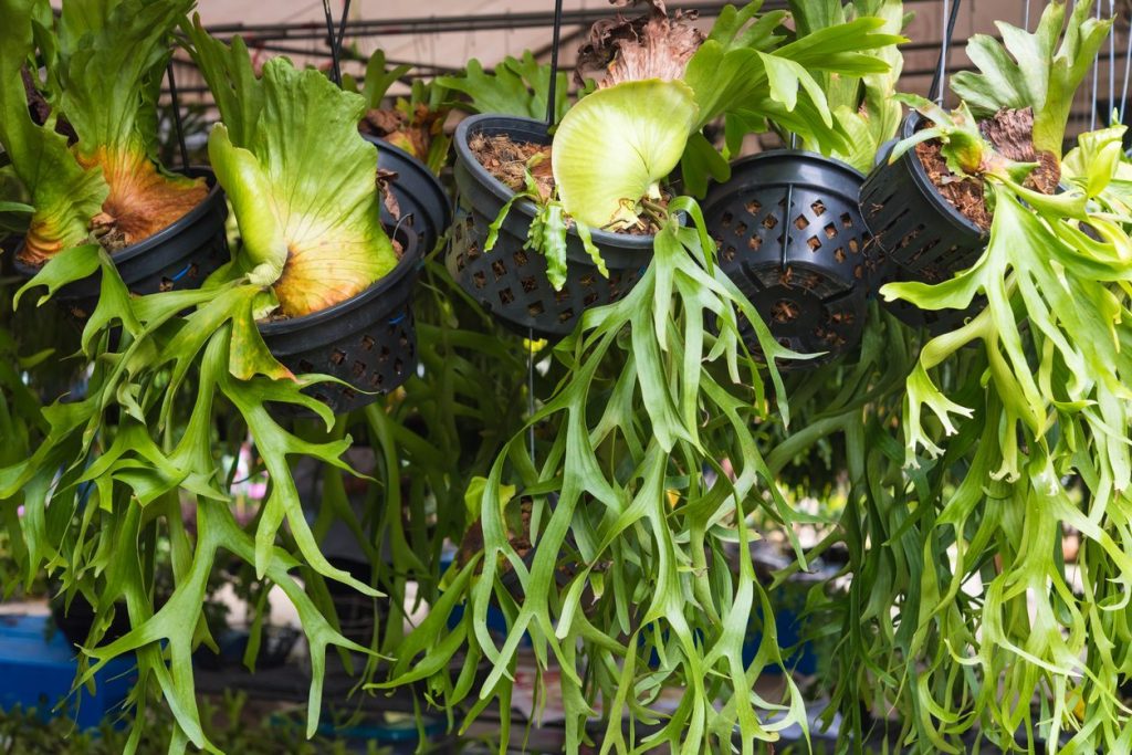 Staghorn Fern