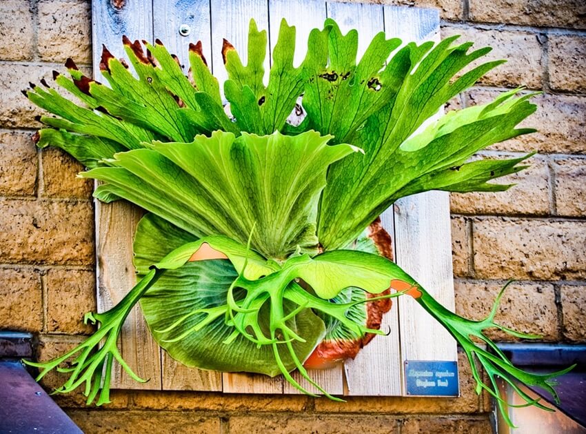 Staghorn Fern Care