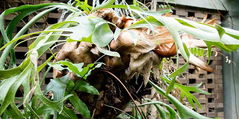 Staghorn Fern: How to Take Care and Mount Your Platy cerium 