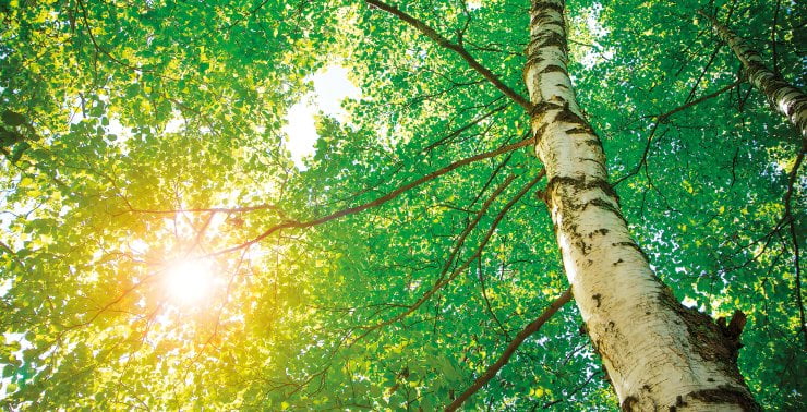 Sun Light through trees