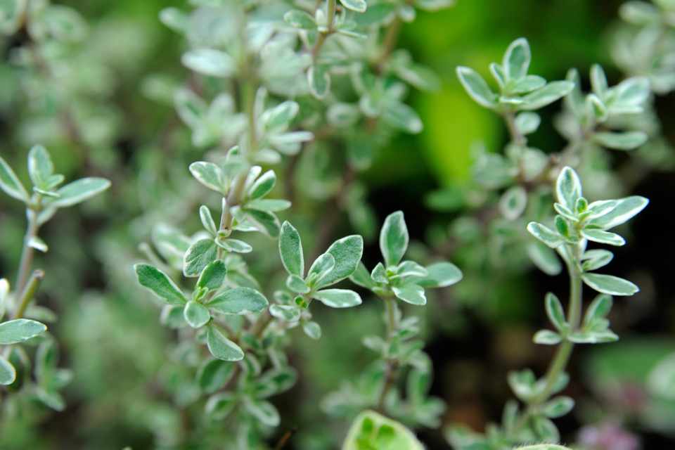 Thyme