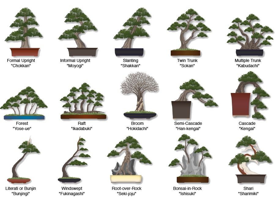 Type of Bonsai