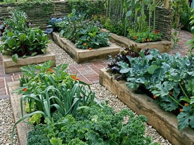 Vegetable Gardening for Beginners: Things to Keep in Mind