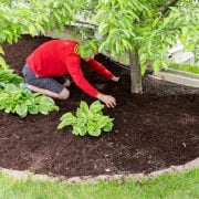 What is Mulch? - A Brief Discussion About Mulching