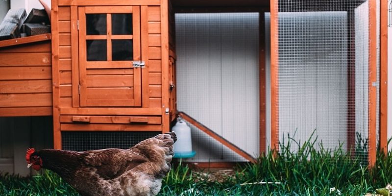 Why Does a Chicken Coop Have 2 Doors? Explained