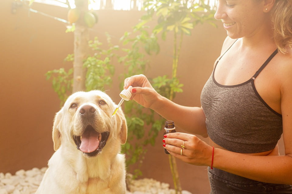 Cbd Oil, Dog, Pet, Hemp Oil, Labrador, Lab, Girl