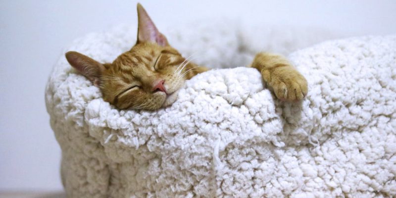 Orange Cat Sleeping on White Bed