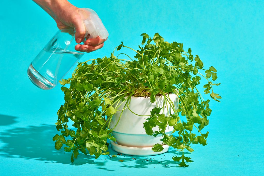 Fresh cilantro growing in water indoors