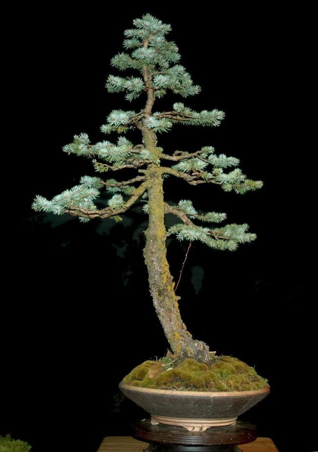 Spruce Bonsai Tree