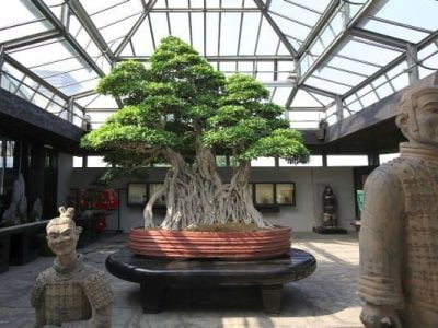 10 Pics of the Oldest Bonsai Tree 