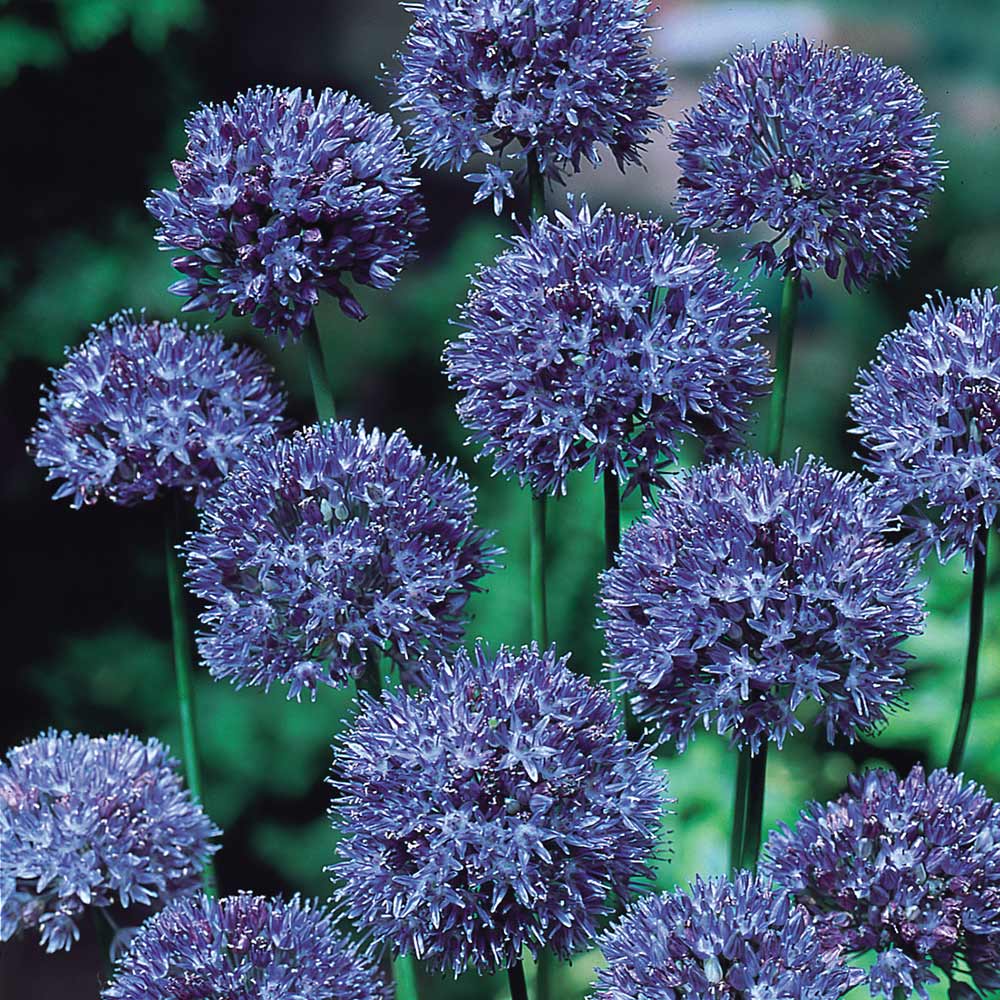 Blue Allium