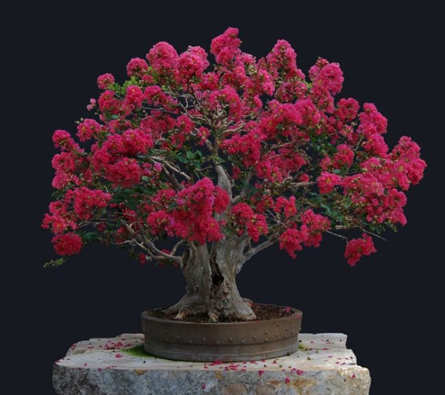 Crape Myrtle Bonsai Tree