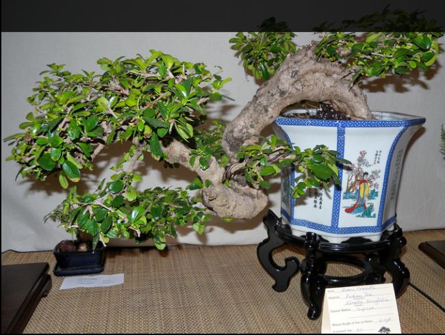 Fukien Tea Bonsai Tree