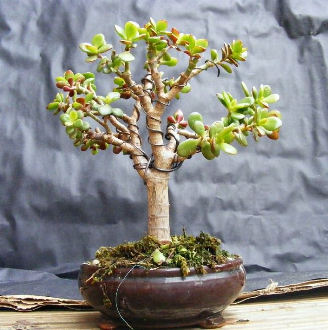 Dwarf Jade Bonsai Tree