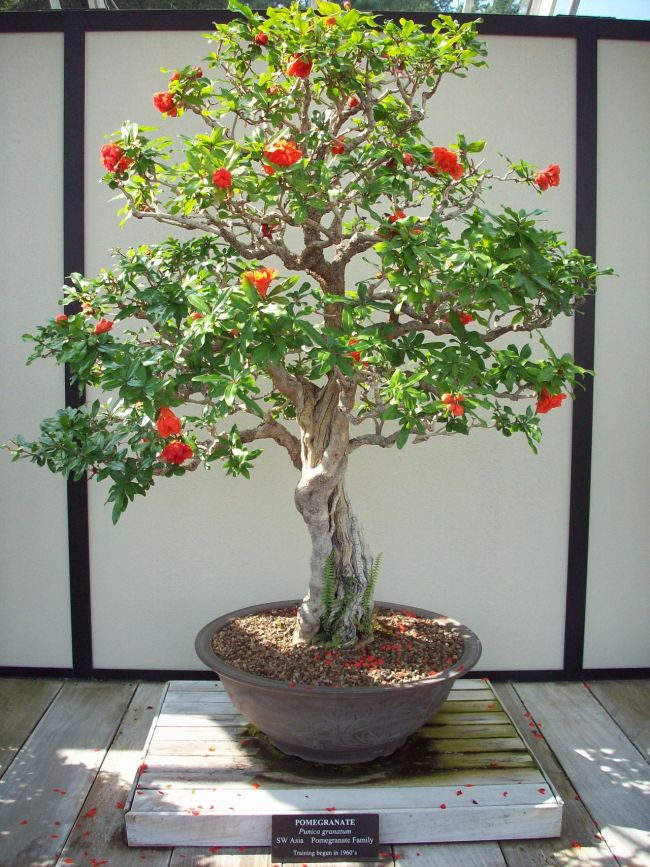 Dwarf Pomegranate Bonsai Tree