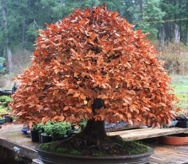 Wisteria Bonsai Tree