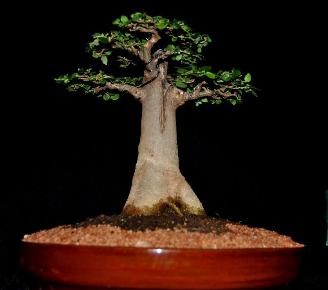 Baobab Bonsai Tree