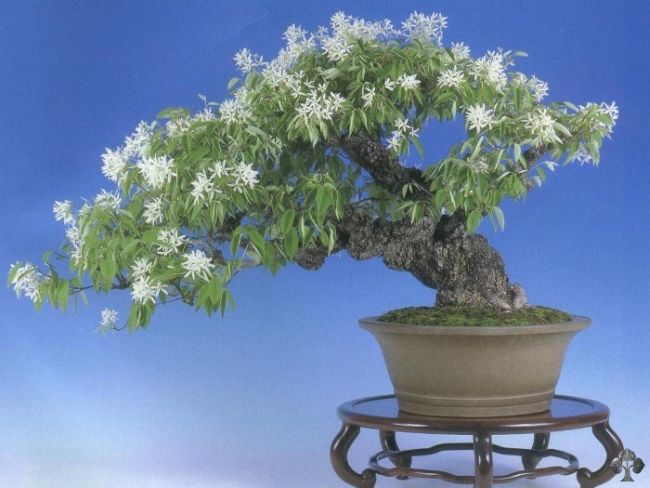 Magnolia Stellata Bonsai Tree