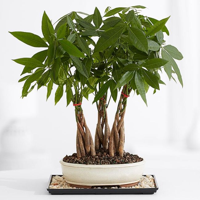 Money Tree Bonsai