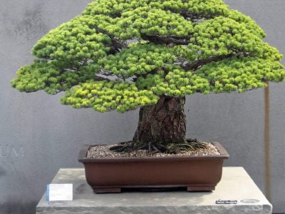 25 Flowering Bonsai Trees