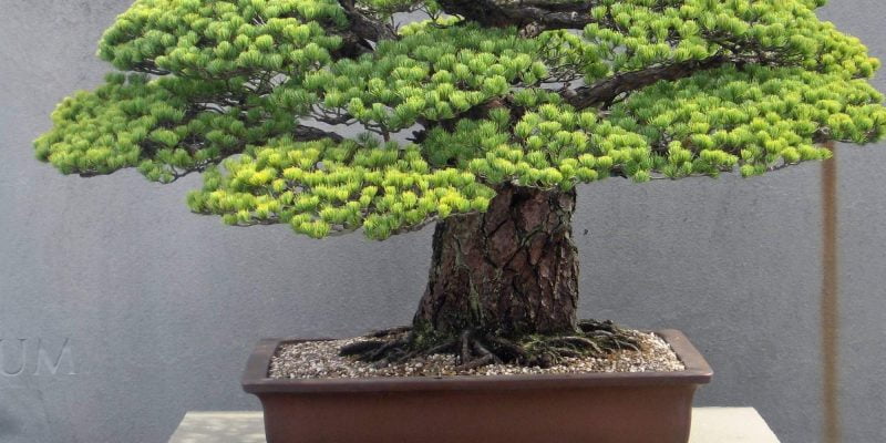 25 Flowering Bonsai Trees