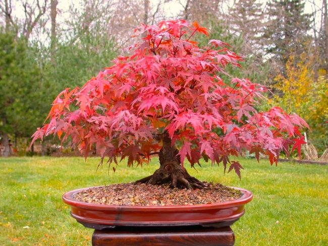 Japanese Maple Bonsai Tree