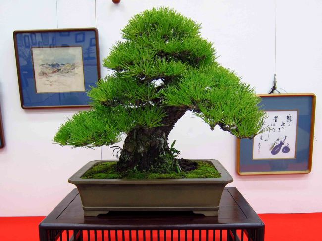 Pine Bonsai Tree