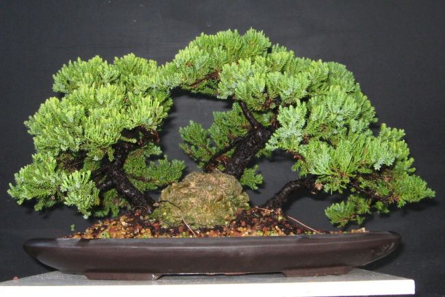 Juniper Bonsai Tree