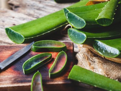 Aloe Vera Plant - Uses, Benefits, and Proper Plant Care