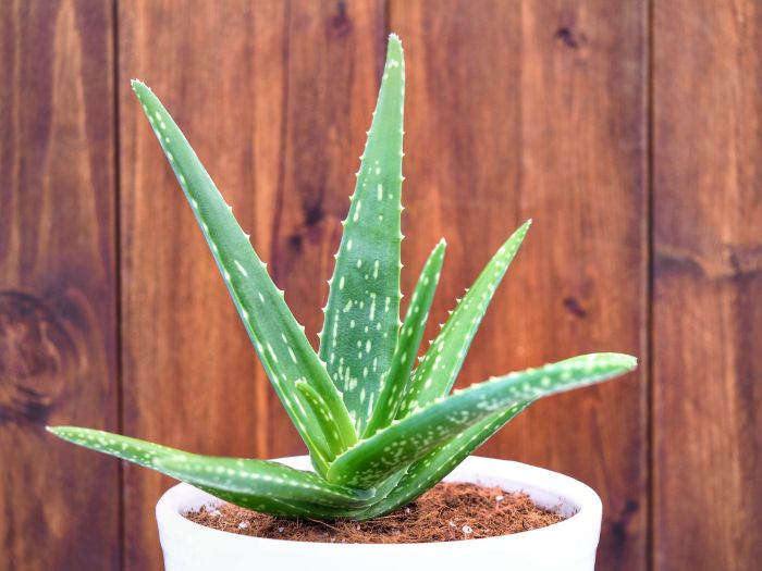 Aloe Vera