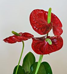 Anthurium Flamingo Flower