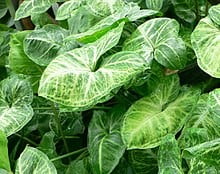 Arrowhead Plant