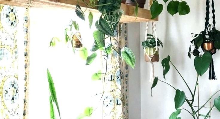 Best Plant Hangers for Your Room