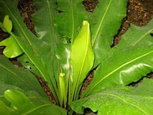 Bird's-Nest Fern