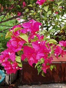 Bouganvillea