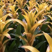 Bromeliad Guide: How to Care for Bromeliad House Plants