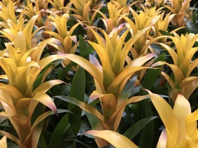 Bromeliad Guide: How to Care for Bromeliad House Plants