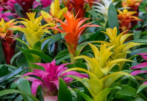 Bromeliad Plants