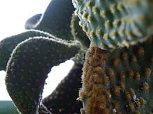 Cactus