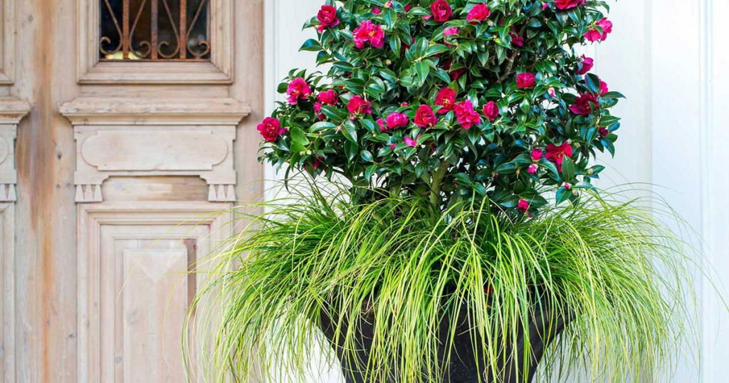 Camellia Sasanqua in Containers