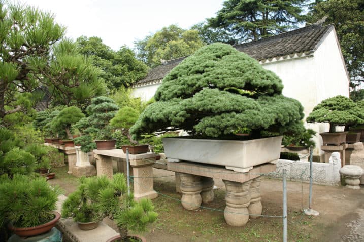 Cauliflower Tree