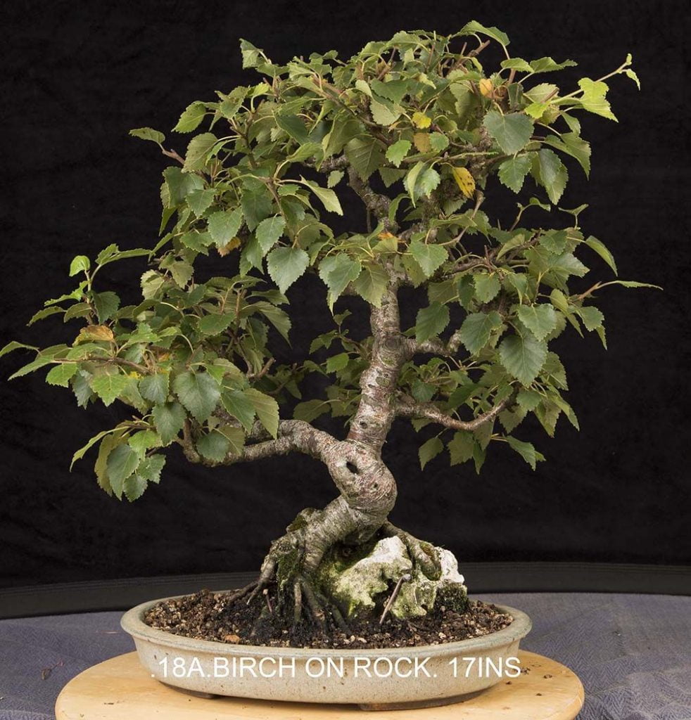 Celtic Bonsai Tree