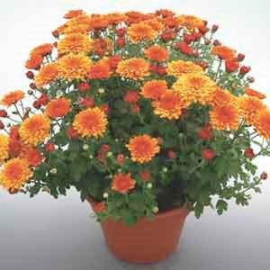 Chrysanthemum Plant