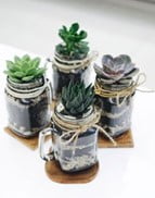 Classic Mason Jar Terrarium