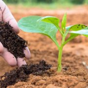 Compost Vs. Fertilizers: What is the best choice for your plants?