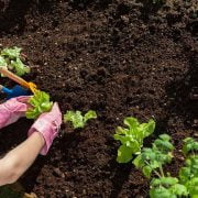 Compost vs. Manure: The Best for Your Soil Health 