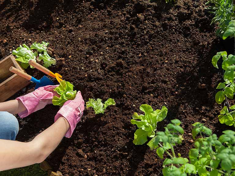 Compost vs. Manure: The Best for Your Soil Health 